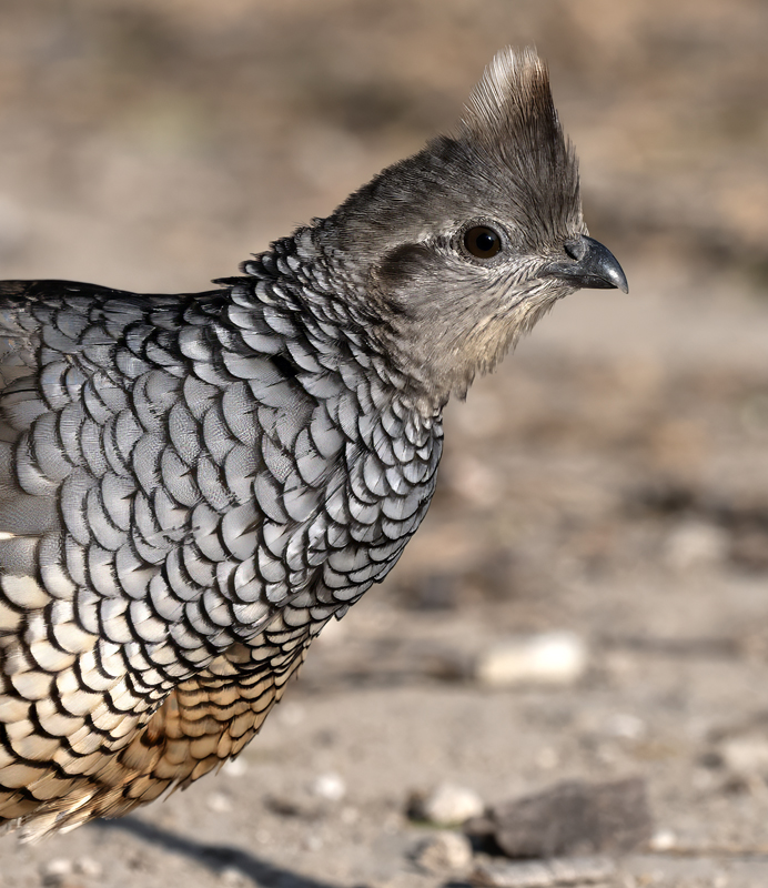 Scaled_Quail_24_TX_L_062