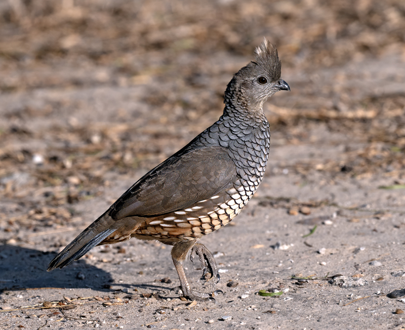 Scaled_Quail_24_TX_L_069