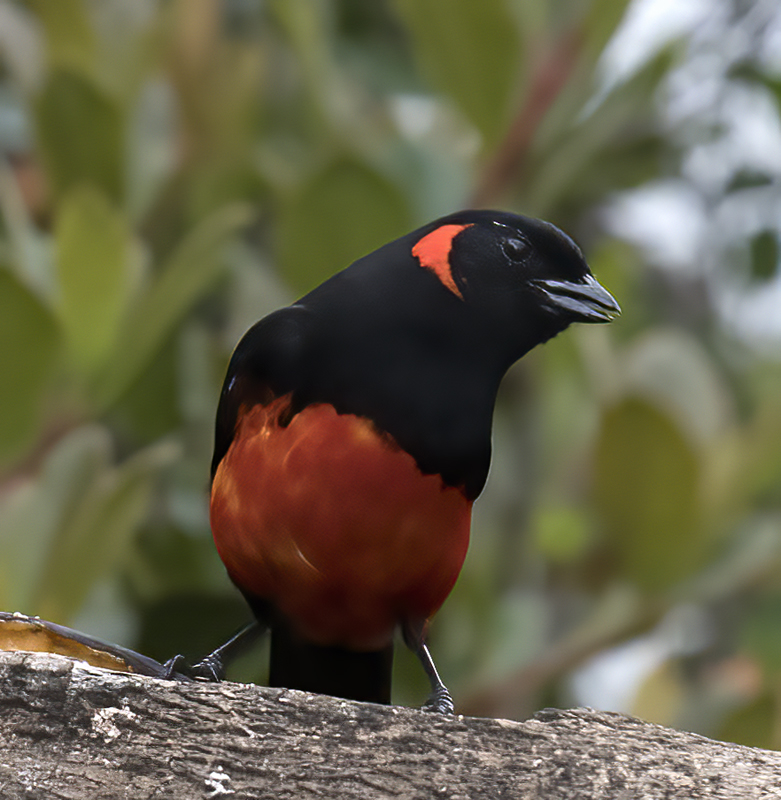 Scarlet-bellied_Mountain-tanager_18_Ecuador_005