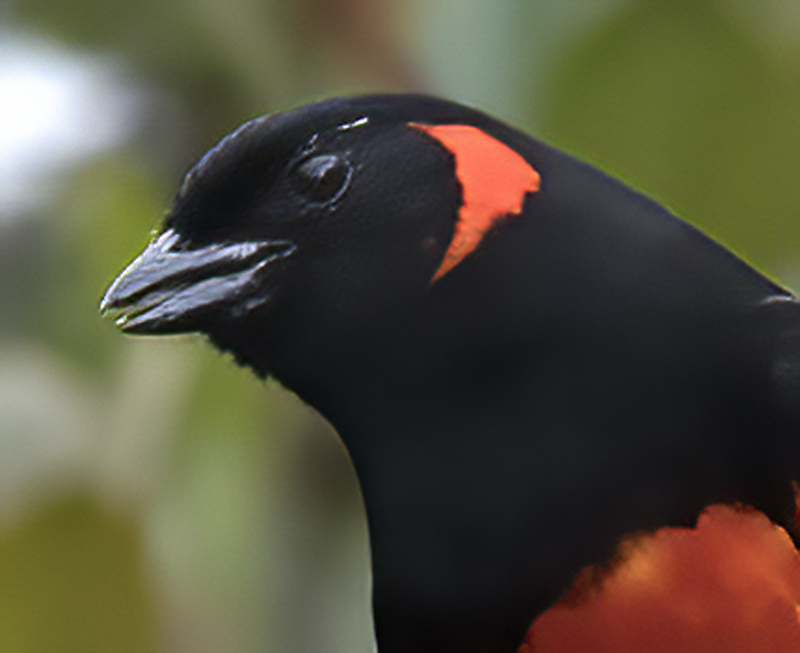 Scarlet-bellied_Mountain-tanager_18_Ecuador_005a