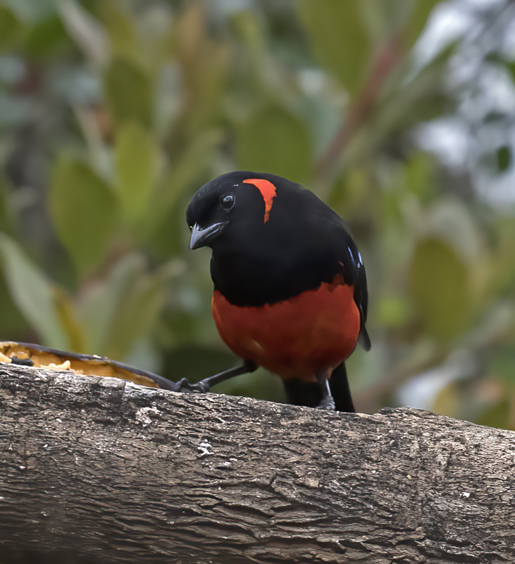 Scarlet-bellied_Mountain-tanager_18_Ecuador_008