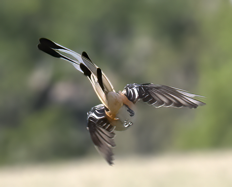 Scissor-tailed_Flycatcher_TX_18_020