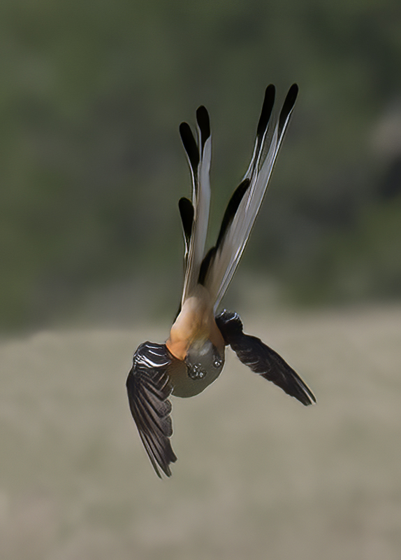 Scissor-tailed_Flycatcher_TX_18_023