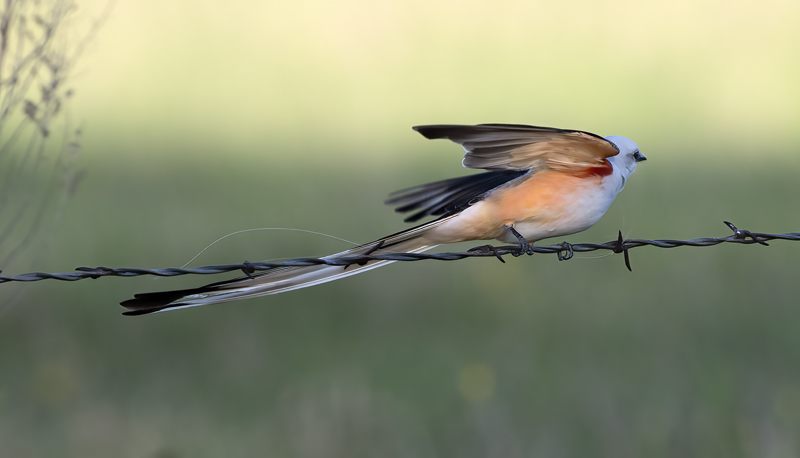Scissor-tailed_Flycatcher_TX_18_071