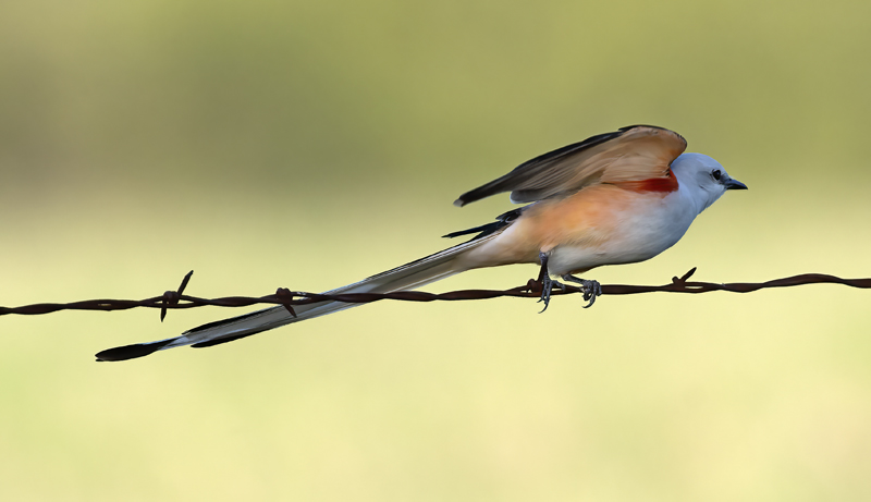 Scissor-tailed_Flycatcher_TX_18_103