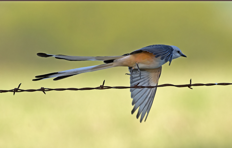 Scissor-tailed_Flycatcher_TX_18_104