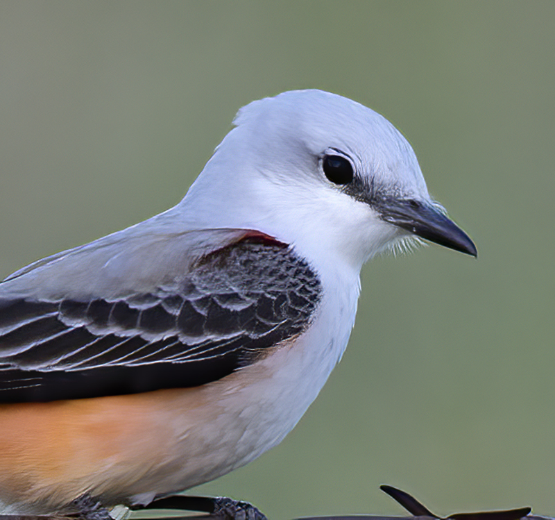 Scissor-tailed_Flycatcher_TX_18_118