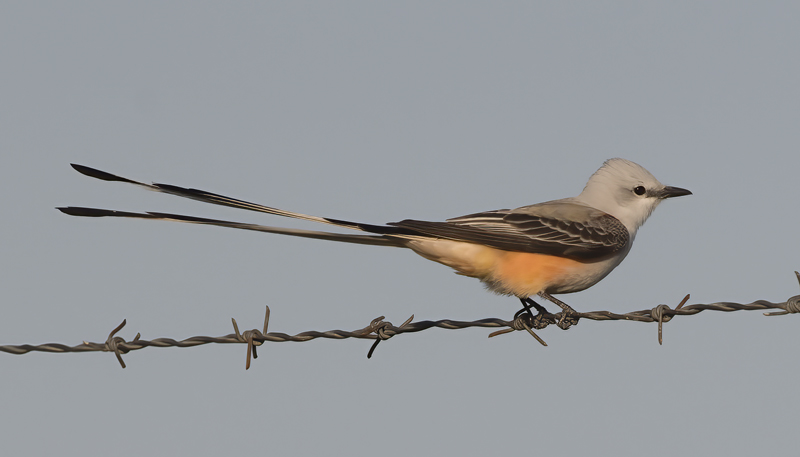 Scissor-tailed_Flycatcher_TX_18_131