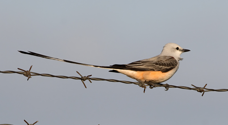 Scissor-tailed_Flycatcher_TX_18_163