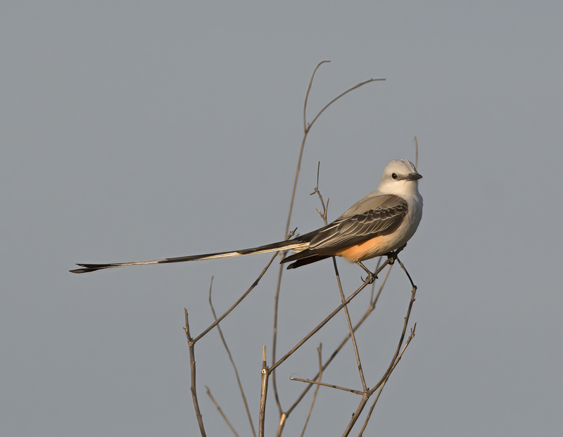 Scissor-tailed_Flycatcher_TX_18_203