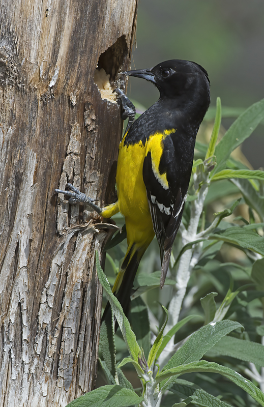 Scotts_Oriole_15_AZ_001