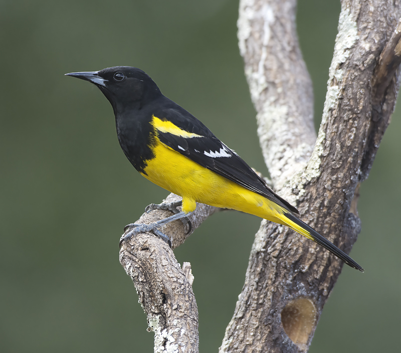 Scotts_Oriole_15_AZ_021