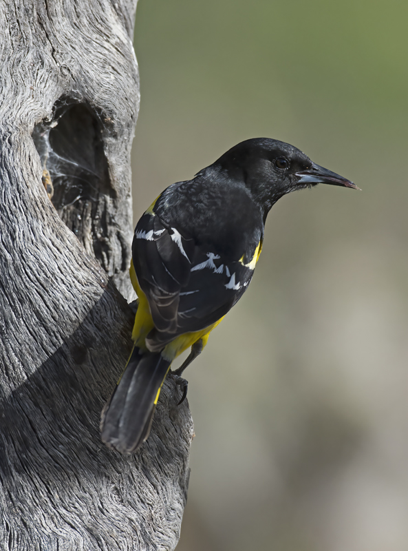 Scotts_Oriole_15_AZ_052