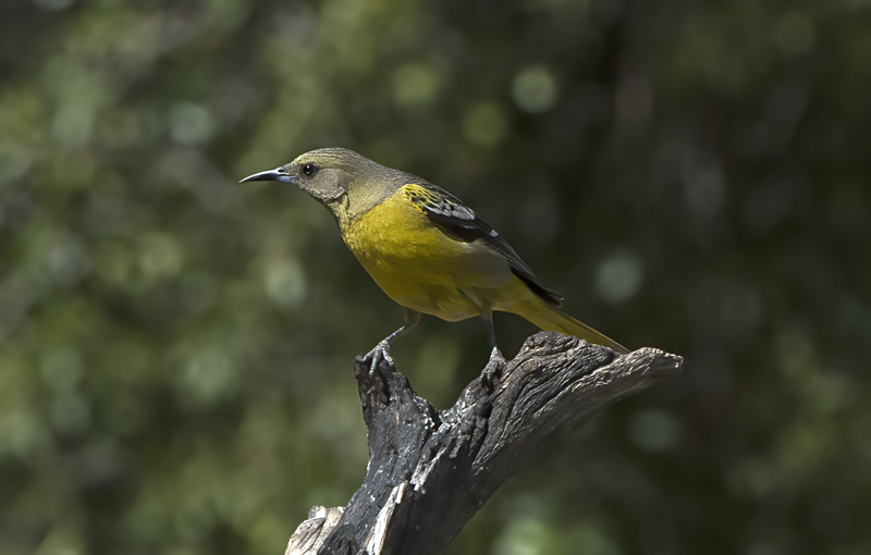 Scotts_Oriole_15_AZ_067