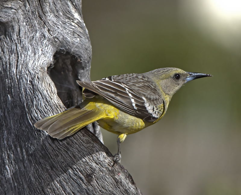 Scotts_Oriole_15_AZ_096
