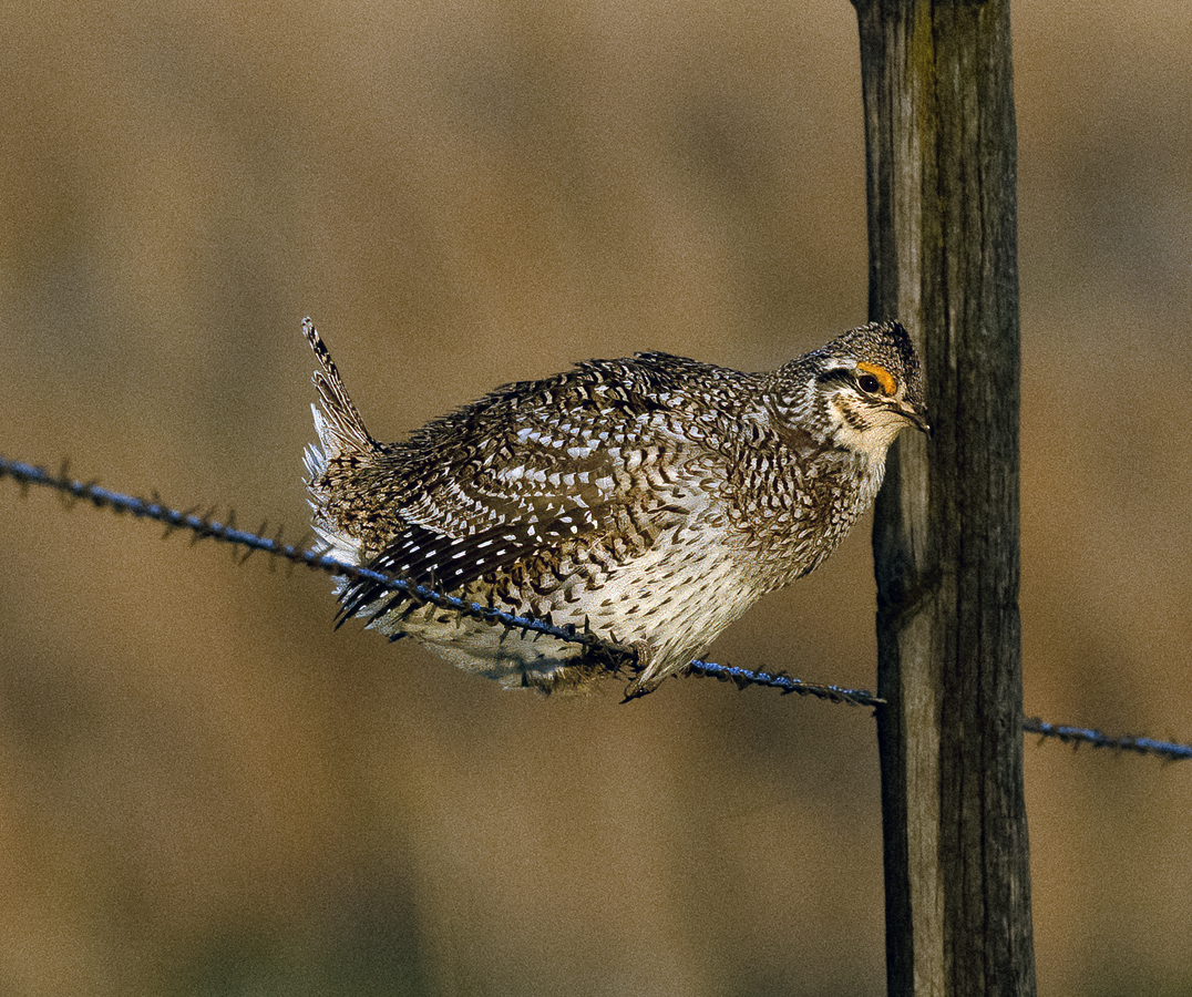 Sharp-tailed_Grouse_24_NE_C_534