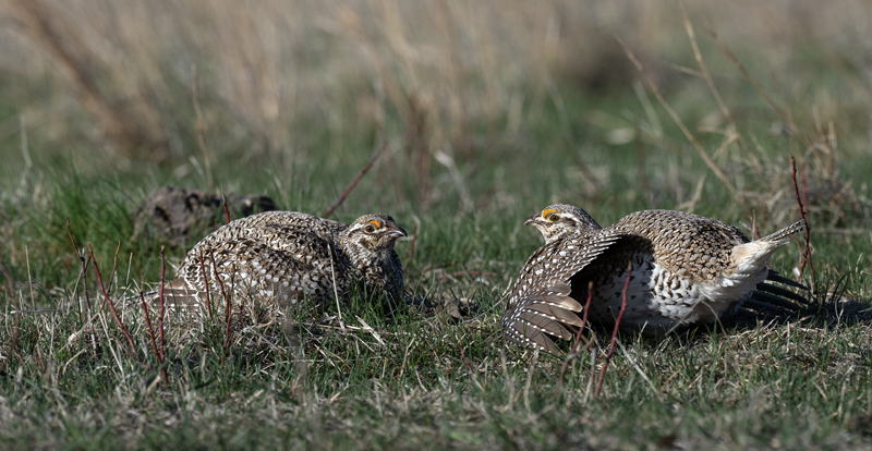 Sharp-tailed_Grouse_24_NE_L_057
