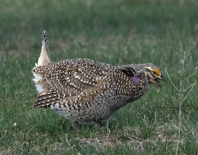 Sharp-tailed_Grouse_24_NE_L_112