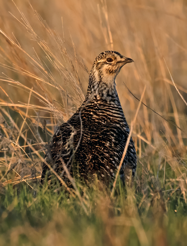 Sharp-tailed_Grouse_24_NE_L_245