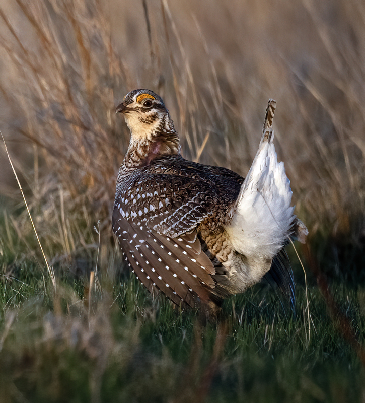 Sharp-tailed_Grouse_24_NE_L_286