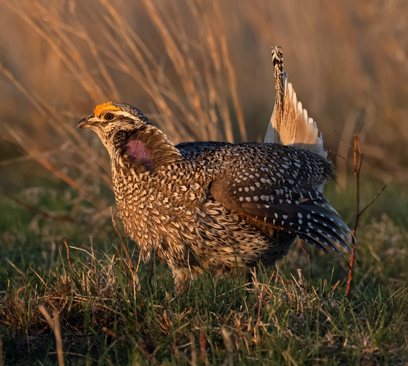 Sharp-tailed_Grouse_24_NE_L_291