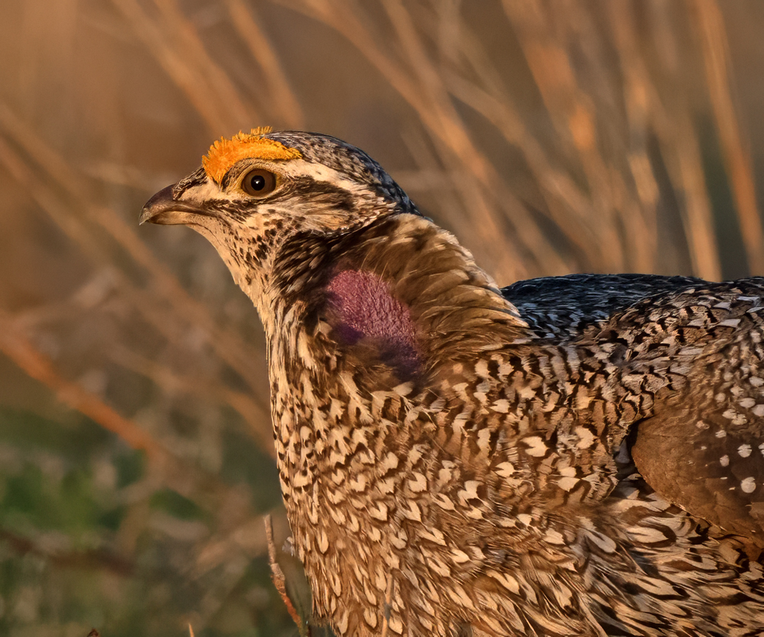 Sharp-tailed_Grouse_24_NE_L_293