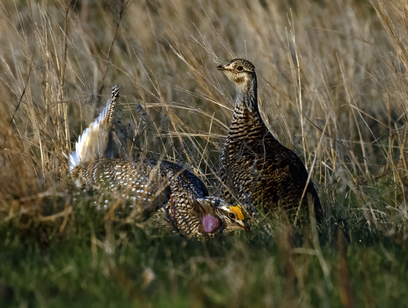 Sharp-tailed_Grouse_24_NE_L_499