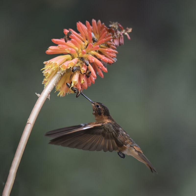 Shinning_Sunbeam_18_Ecuador_012
