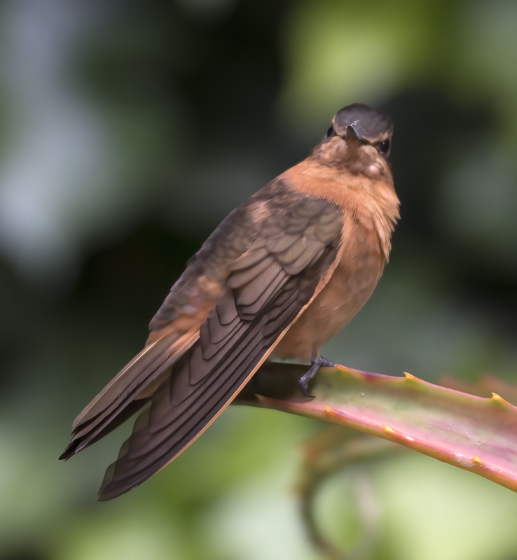 Shinning_Sunbeam_18_Ecuador_027