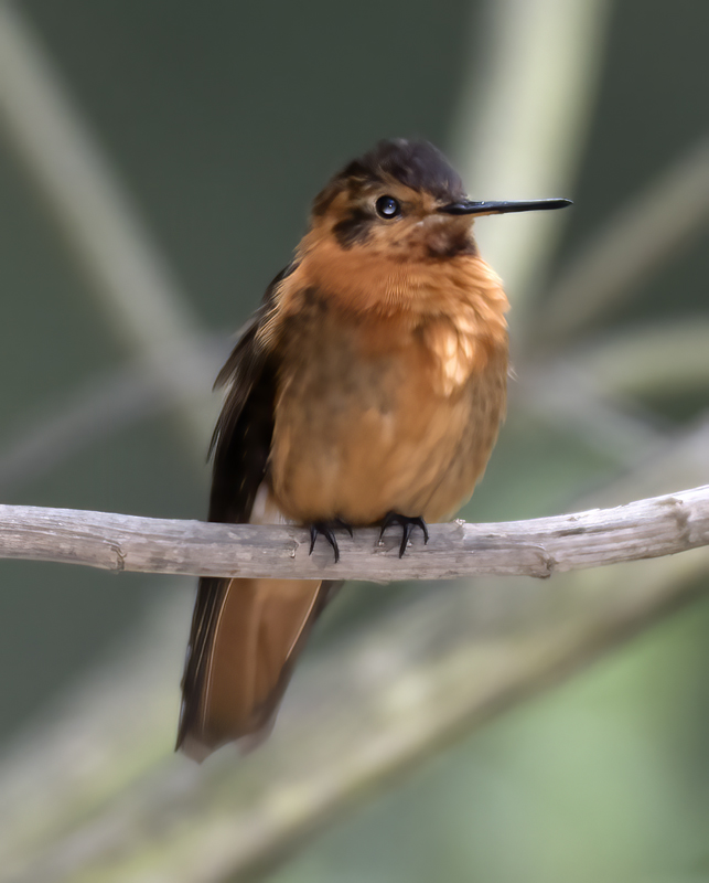 Shinning_Sunbeam_18_Ecuador_038