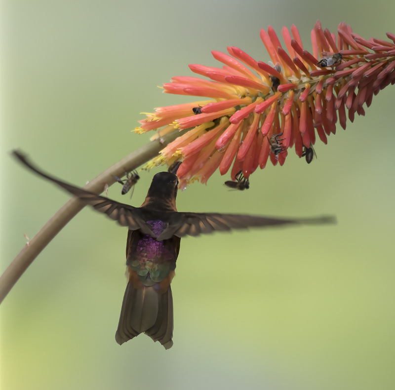 Shinning_Sunbeam_18_Ecuador_070