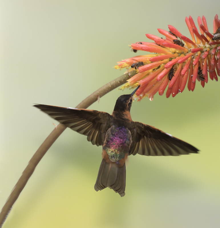 Shinning_Sunbeam_18_Ecuador_079