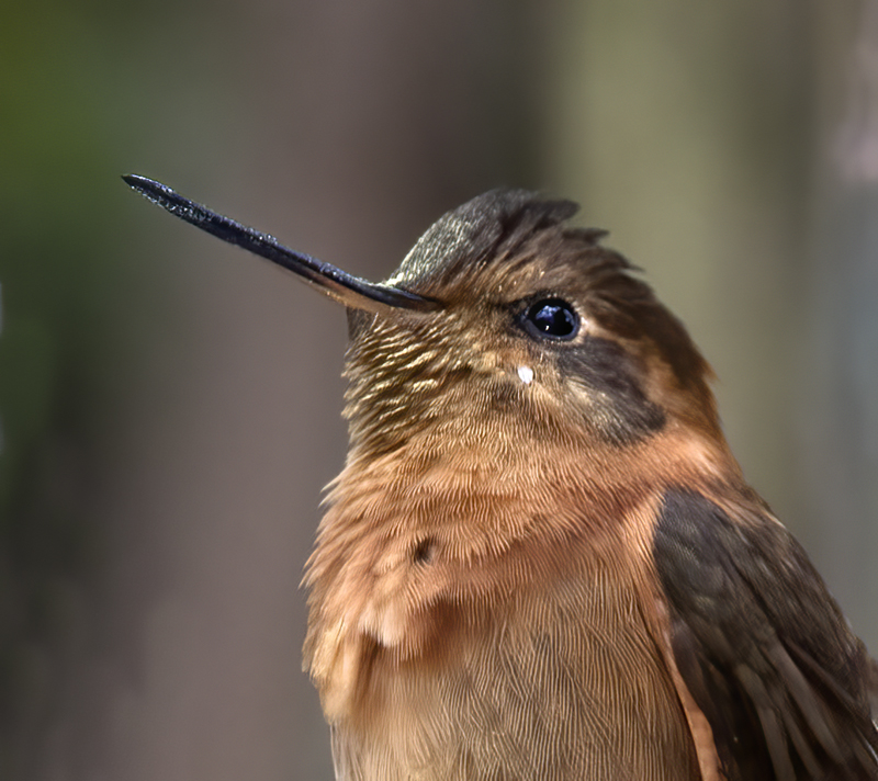 Shinning_Sunbeam_18_Ecuador_084