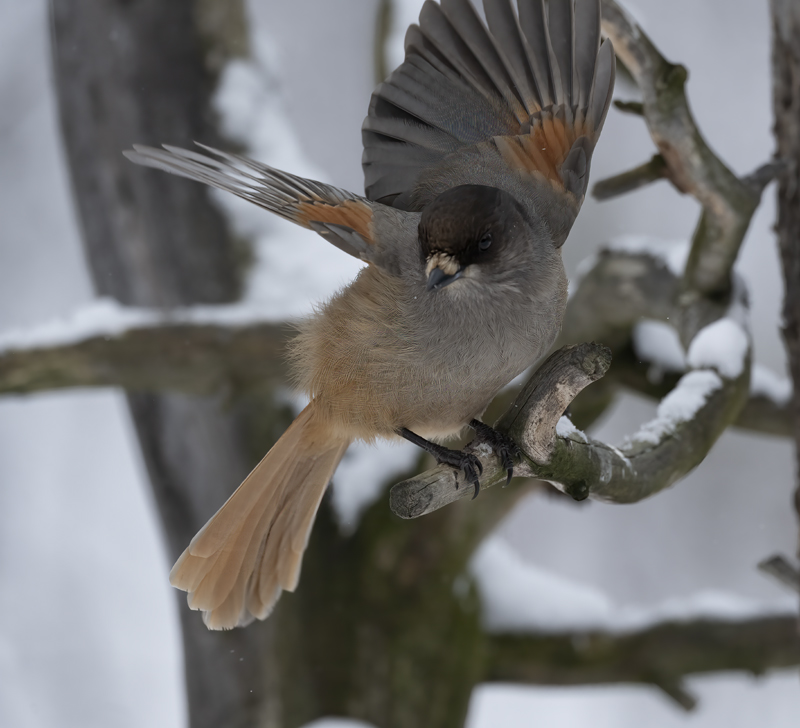 Siberian_Jay_23_Norway_005
