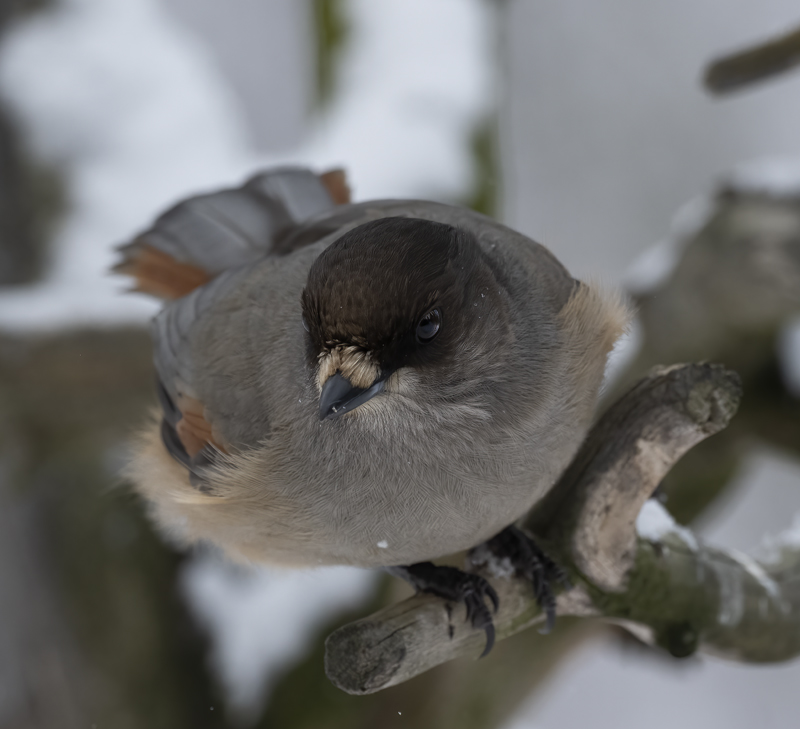 Siberian_Jay_23_Norway_006