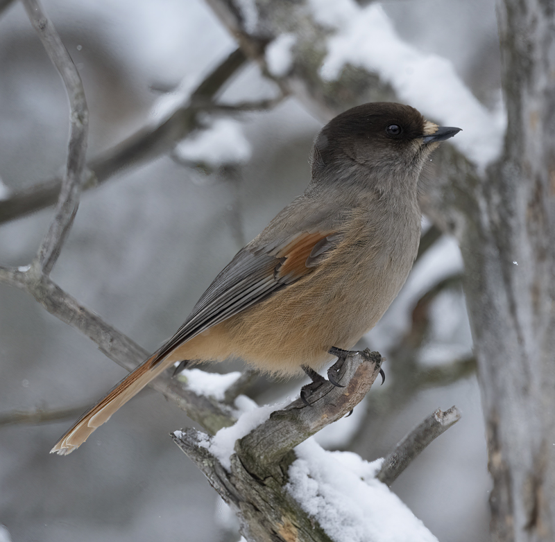 Siberian_Jay_23_Norway_008