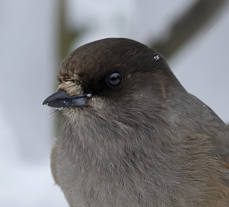 Siberian_Jay_23_Norway_015