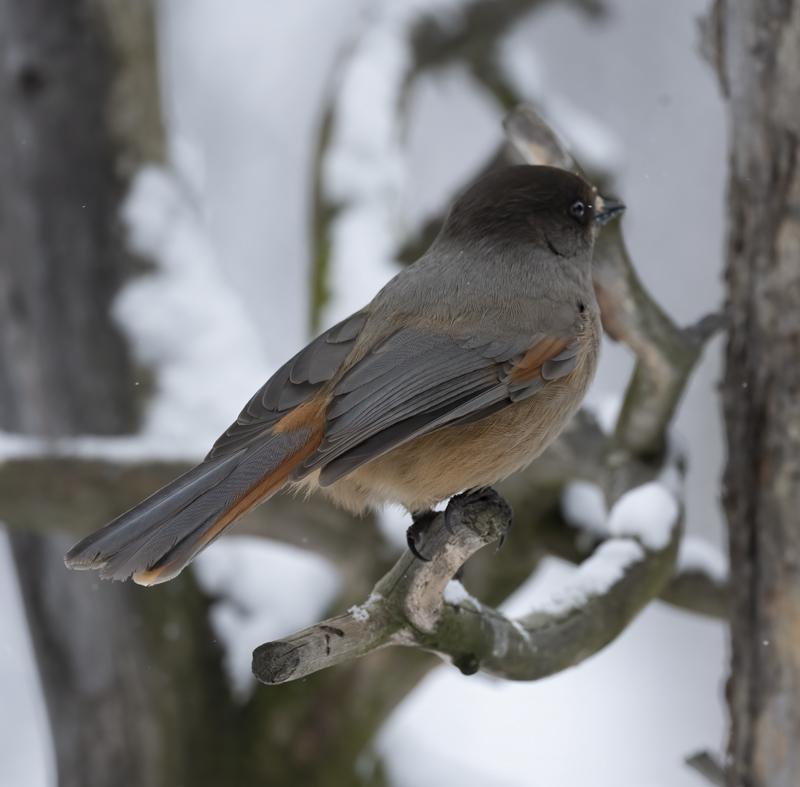 Siberian_Jay_23_Norway_020