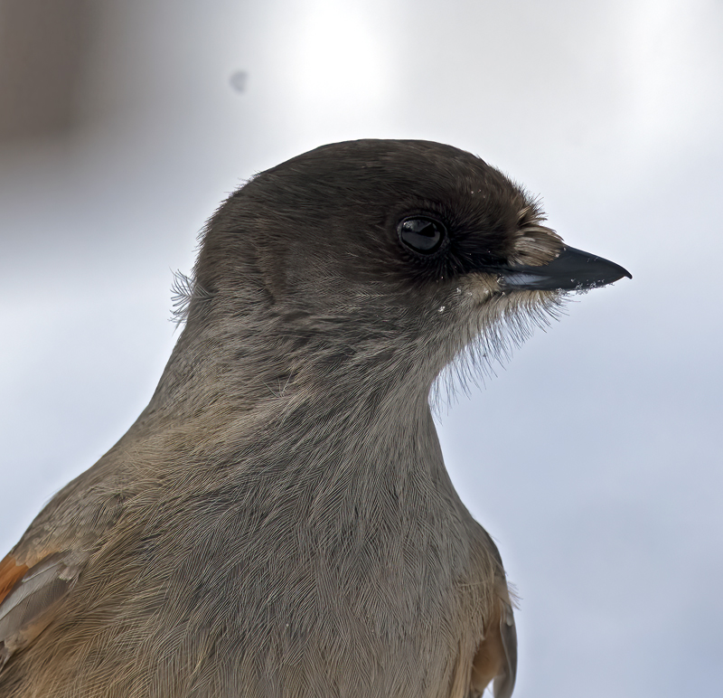 Siberian_Jay_23_Norway_055