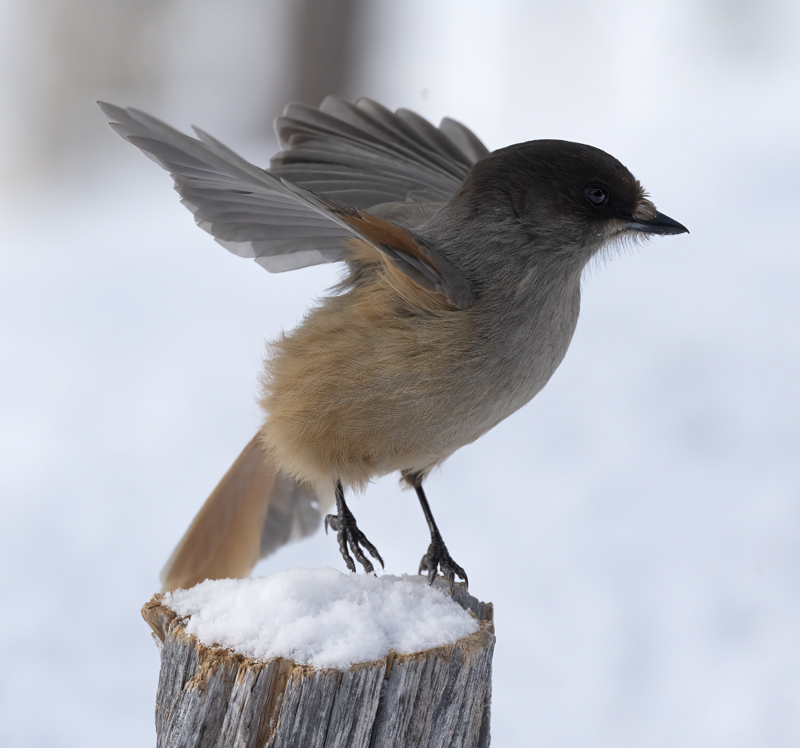 Siberian_Jay_23_Norway_056