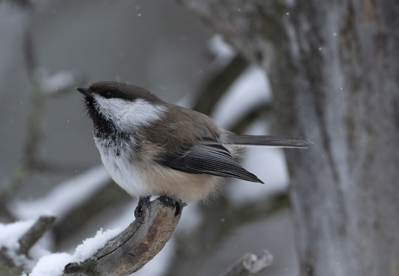 Siberian_Tit_23_Norway_161