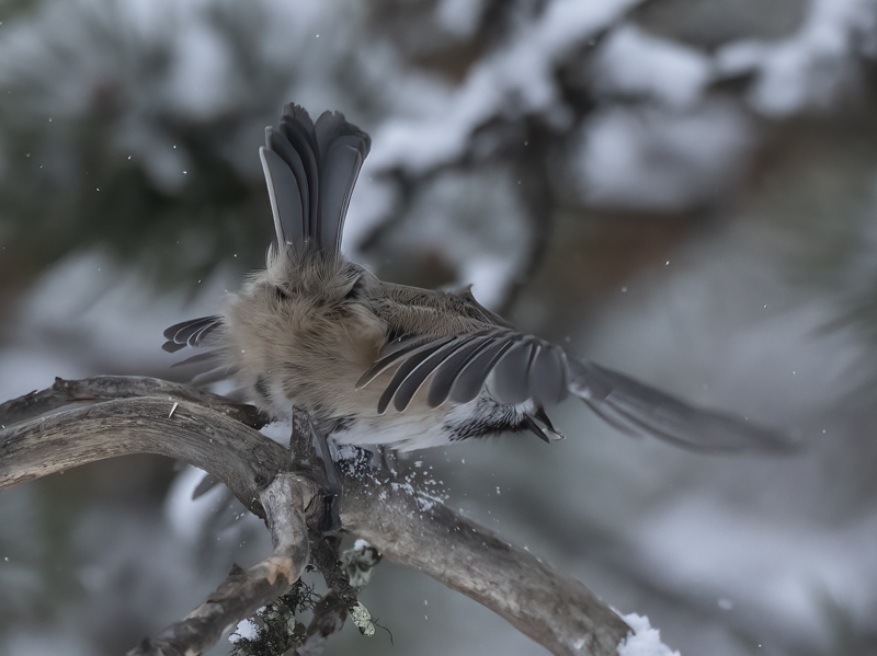 Siberian_Tit_23_Norway_194