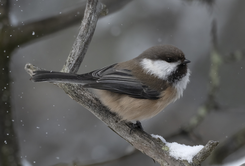 Siberian_Tit_23_Norway_214