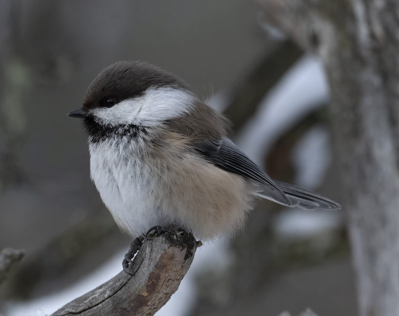Siberian_Tit_23_Norway_225