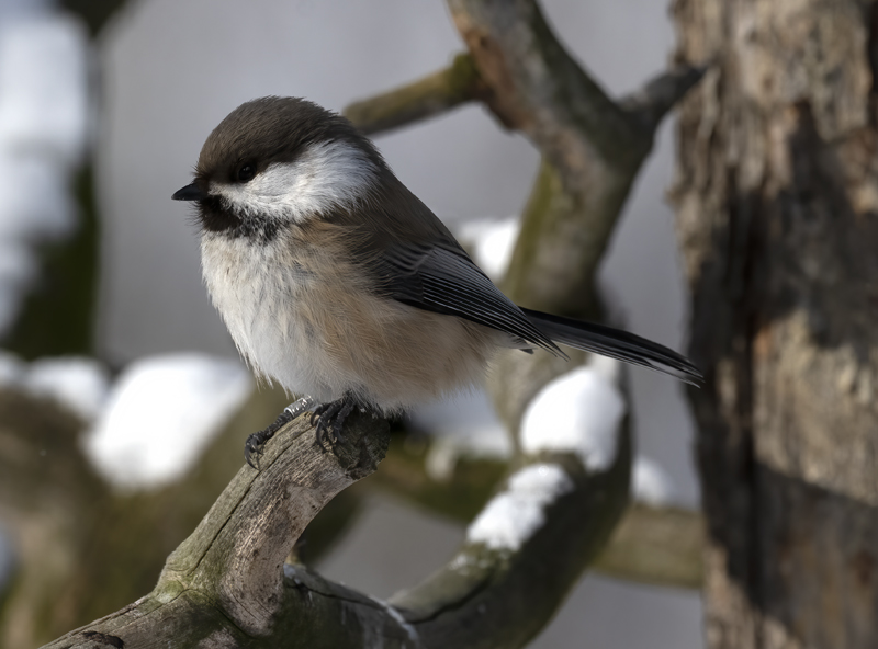 Siberian_Tit_23_Norway_237
