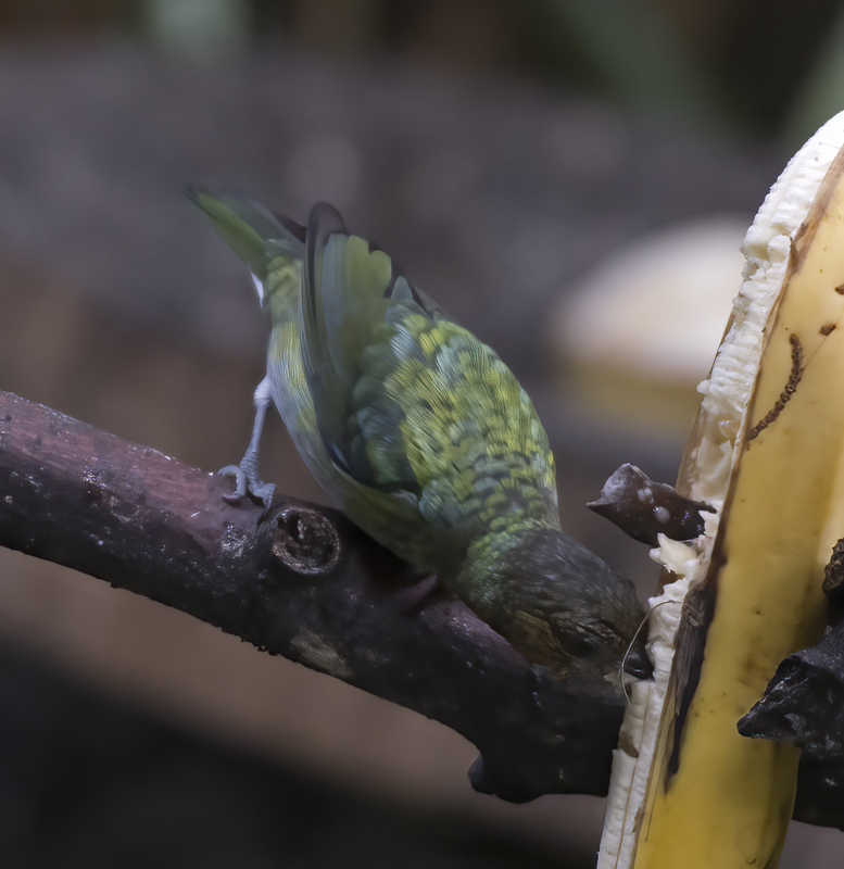 Silvery_Tanager_17_Peru_019