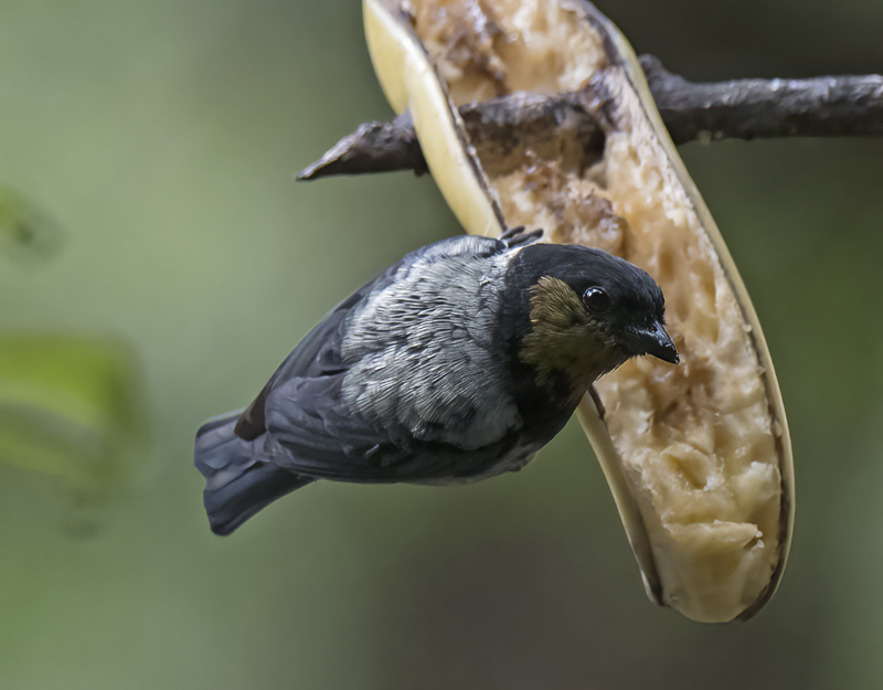 Silvery_Tanager_17_Peru_026