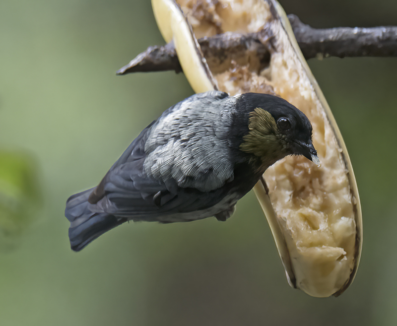 Silvery_Tanager_17_Peru_027