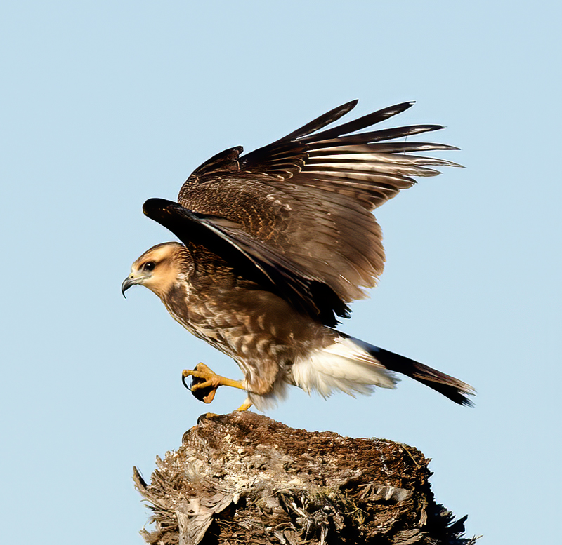Snail_Kite_10_FL_216