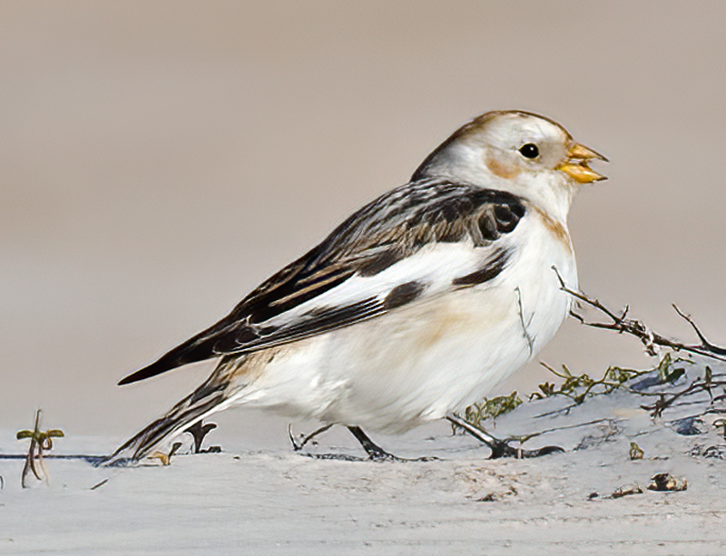 Snow_Bunting_11_FL_050